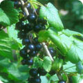 Black currants