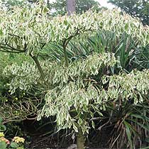 Cornus controversa 'Variegata'
