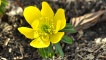Eranthis hyemalis
