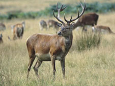Red deer stags