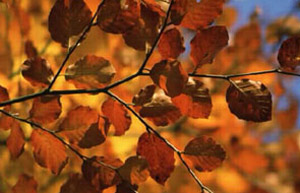 Autumn leaves on tree