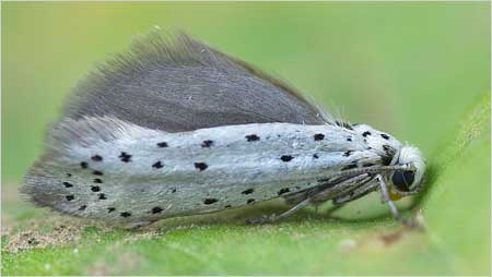 Ermine c/o Jaybee and NE Wildlife