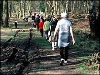 پياده روی جمعی در جنگل