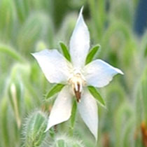 White borage