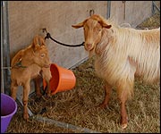 Golden Guernsey Goat and her kid