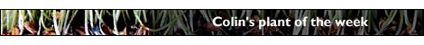 Colin's plant of the week