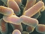 E.coli o157 bacteria