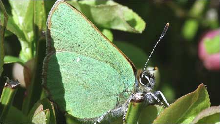 Green Hairstreak c/o Jaybee and NE Wildlife