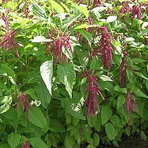 Amaranthus caudatus