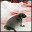 Foca