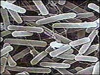 E. coli