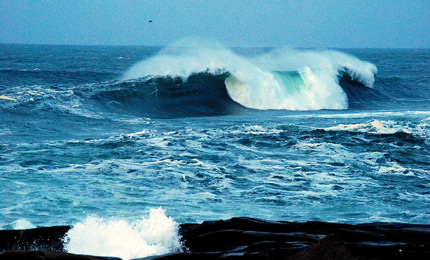 Perhaps not. Shimmy stays on terra firma, and who could blame him? 