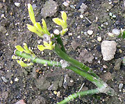 Aucuba japonica 'picturata'