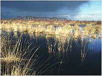 Thorne Moor c/o Natural England and Peter Raworth