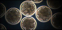 embryos2_203.jpg