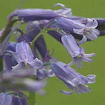 Hyacinthoides non scripta