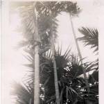 Native climbing for coconuts.