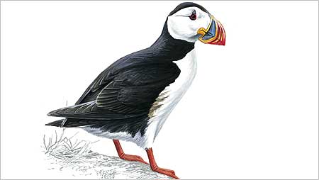 Puffin c/o Mike Langman and RSPB Images