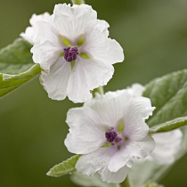 Althaea officinalis