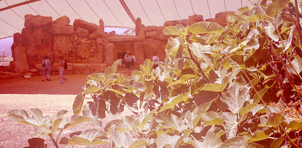 A fig neolithic ruin