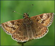 Dingy skipper butterfly