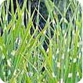 Miscanthus sinensis