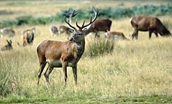 Red deer in Richmond park