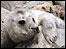 A seal pup