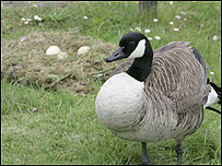 Canadian goose with eggs at Pleasurewood Hills