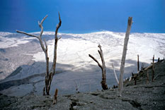 Trees destroyed