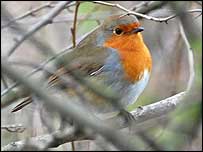 Robin @ Fairburn Ings