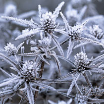 Eryngium variifolium (covered in frost)