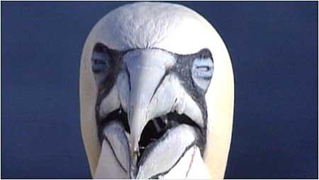 Gannet
