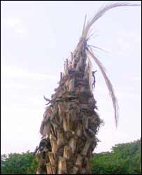 کھجور کا درخت