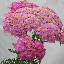 Achillea 'Appleblossom'