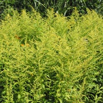 Solidago
