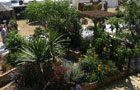 The Sunshine Garden