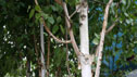 Himalayan birch