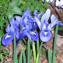 Iris reticulata