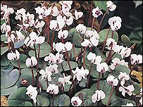 Woodland Cyclamen