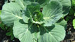 Cabbage