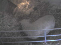 Mum watches over her one hour old lamb