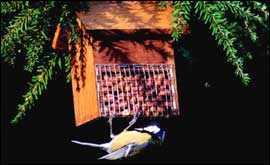 Keep the birds well-fed!