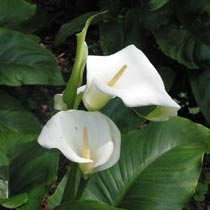 Arum lily