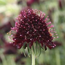 Scabiosa 'Chile Black'