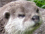 An otter from the centre