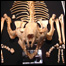 Foto: Clay Bryce, Western Australian Museum