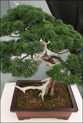 Bonsai tree