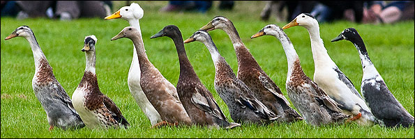10ducks.jpg
