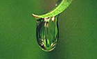 Water drop